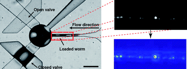 Microfluidic device used for rapid screening.